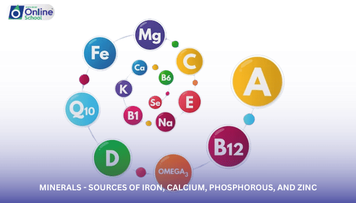 Lesson 15: Minerals - Sources of Iron, Calcium, Phosphorous, and Zinc